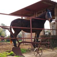 aratro antico funzionante