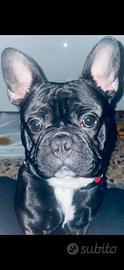 Bulldog francese