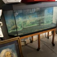Acquario