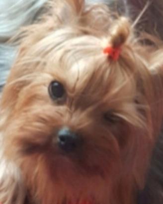 Yorkshire mini Toy maschietto con pedigree enci
