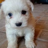 Cucciolina Maltese toy