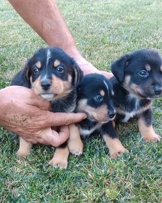 Cuccioli meticcio