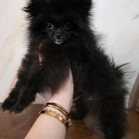 Spitz pomerania