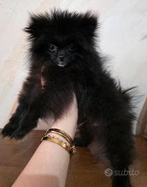 Spitz pomerania