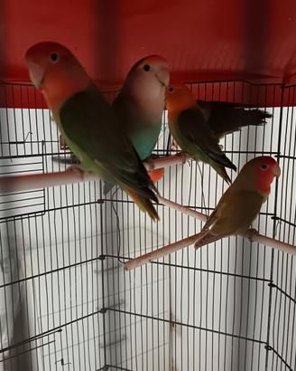5 coppie di pappagalli inseparabili