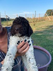 Cuccioli di lagotto romagnolo