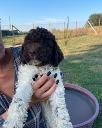 Cuccioli di lagotto romagnolo