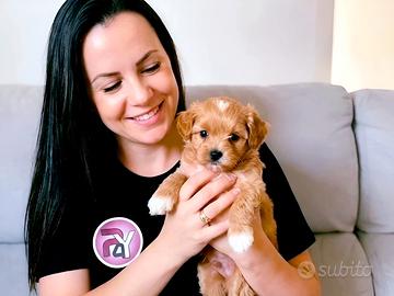 Cuccioli piccolissimi con e senza pedigree