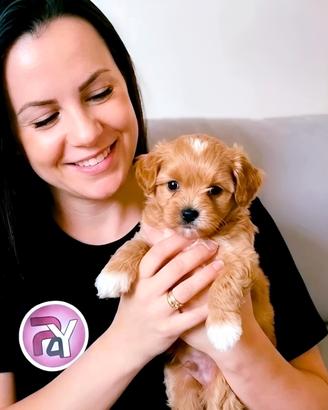 Cuccioli piccolissimi con e senza pedigree