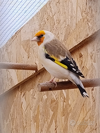 Cardellino mayor 2025