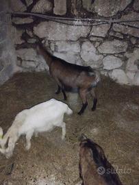 Capre camosciata sannen