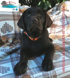 Cuccioli chocolate di labrador retrievers