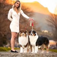 Australian shepherd pastore australiano