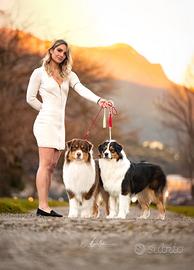 Australian shepherd pastore australiano