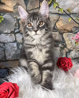 Maine Coon