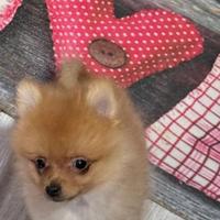 Spitz pomerania nano