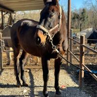 Cavallo anglo arabo