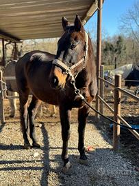 Cavallo anglo arabo