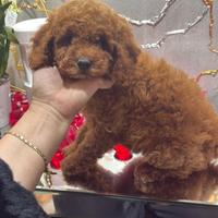 Barboncjna Nana rossa