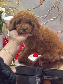 Barboncjna Nana rossa