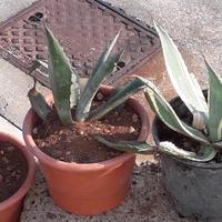 piantine  di agavi