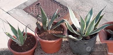 piantine  di agavi