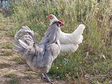 Pulcini razze selezionate