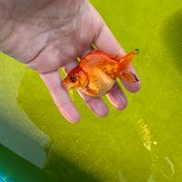 Oranda giganti selezionati