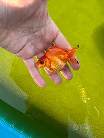 Oranda giganti selezionati