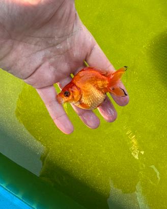 Oranda giganti selezionati