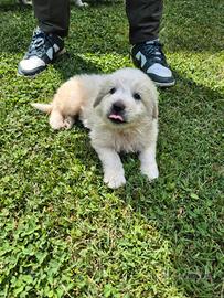Cuccioli pastore maremmano