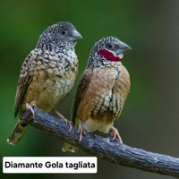 Diamante gola tagliata uccelli esotici