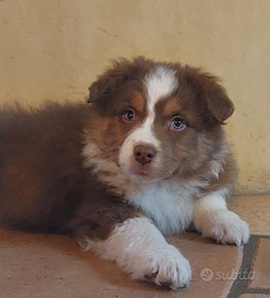 Australian shepherd(pastore australiano)