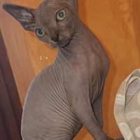 Gattina Sphynx