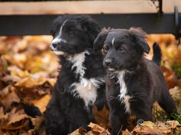 Cucciola maltese mix border collie
