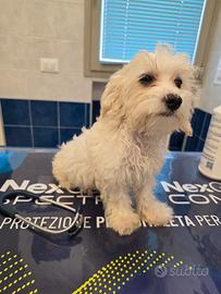 Maltipoo cucciole