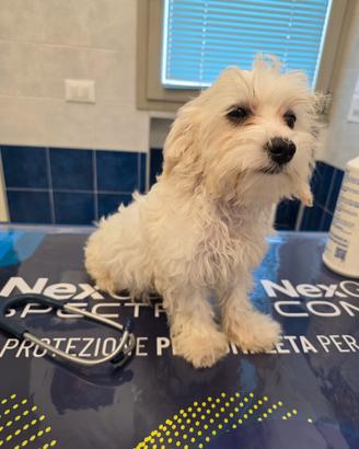 Maltipoo cucciole