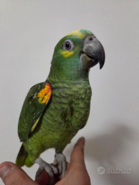 Pappagallo Amazzone da imbecco