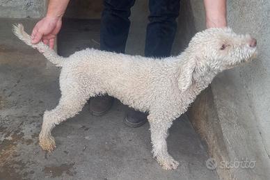 Lagotto romagnolo femmina