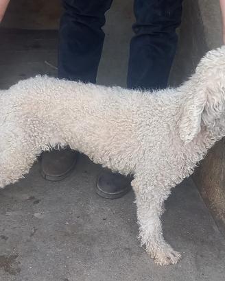 Lagotto romagnolo femmina