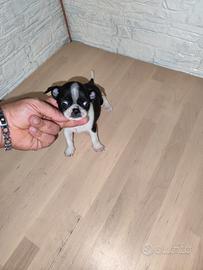 Cucciolo di chihuahua Toy