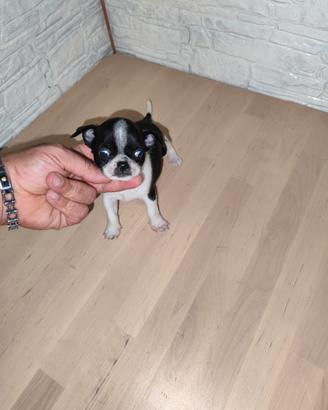 Cucciolo di chihuahua Toy
