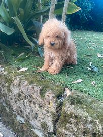 Maschietto di Maltipoo