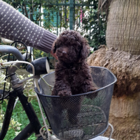 Cuccioli di Barboncino Toy e mini toy