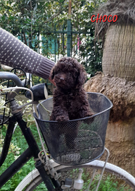 Cuccioli di Barboncino Toy e mini toy