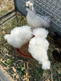 Galline Moroseta