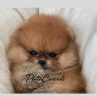 VOLPINO SPITZ di POMERANIA NANO - VOLPINI NANI