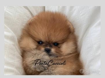 VOLPINO SPITZ di POMERANIA NANO - VOLPINI NANI