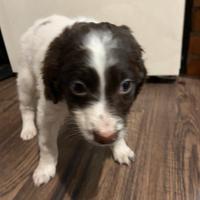 Cucciolo di lagotto incrocio con jack russel