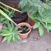 agave
